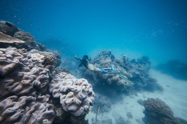 Citizens Of The Reef