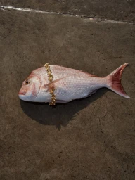 Lure Of Summer Ss 23