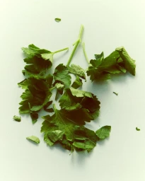 Veronique Branquinho: Pasteis de Bacalhau à Portuguesa