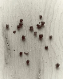 Veronique Branquinho: Pasteis de Bacalhau à Portuguesa