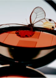 Household Essentials