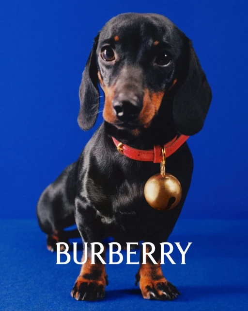 Burberry Festive Gifting Campaign