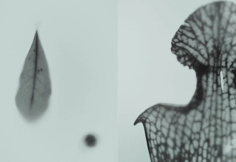 Diomene S/S 25 Lookbook