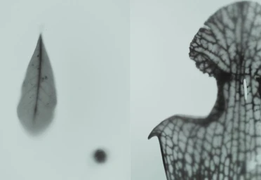 Diomene S/S 25 Lookbook