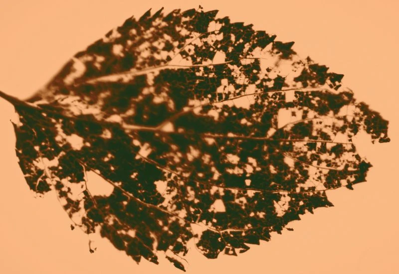 Diomene S/S 25 Lookbook