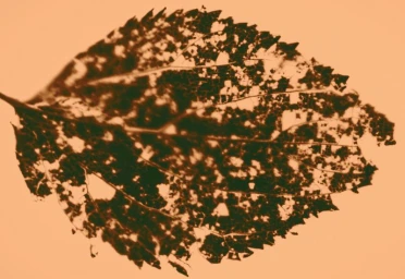 Diomene S/S 25 Lookbook