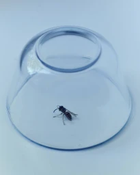 Arxipelag Magazine - Lacuna