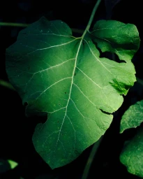 Arxipelag Magazine - Lacuna