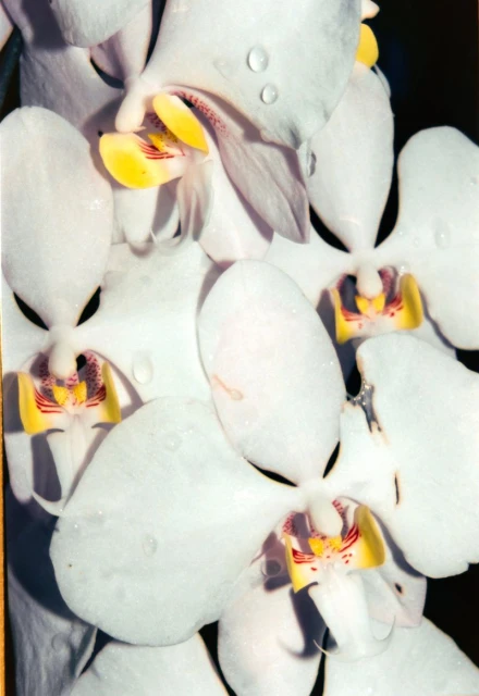 Milo Reid photographs for Manner Magazine