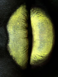 Beauties by Xavi Gordo