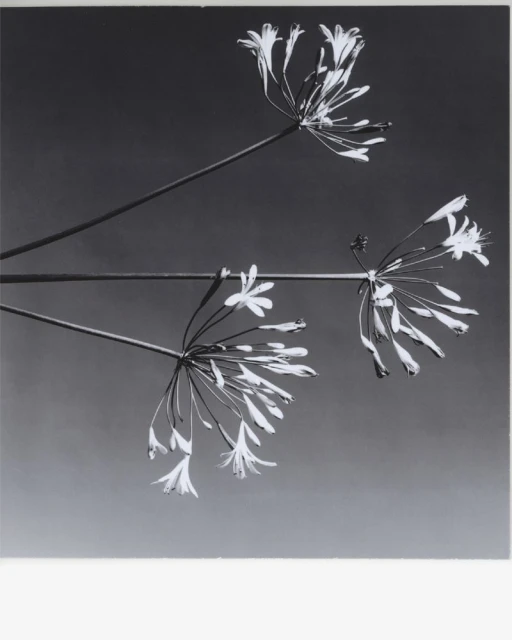 Silence is the warmest color