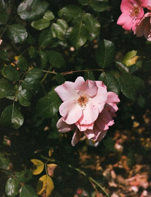 Julia Garner for PoP Magazine