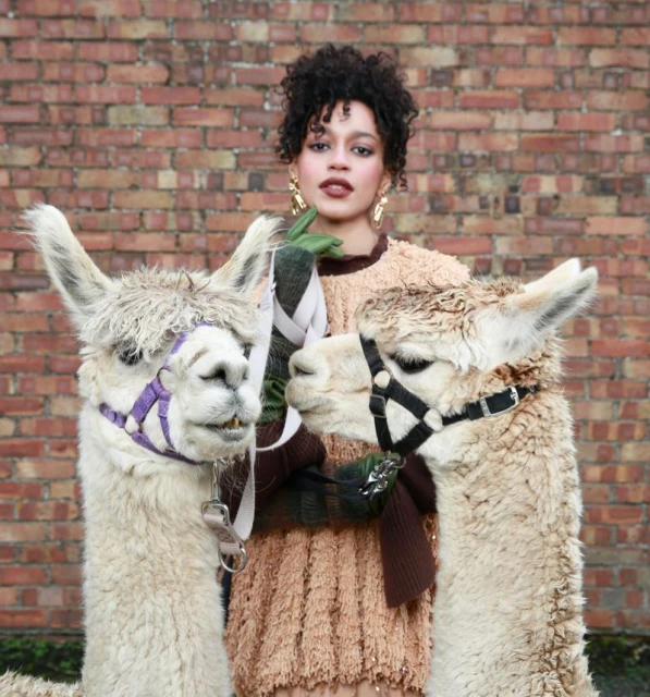 Visoka moda iz podeželja: Kjer alpake sledijo muzi