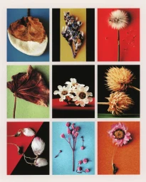 A Short story about plants