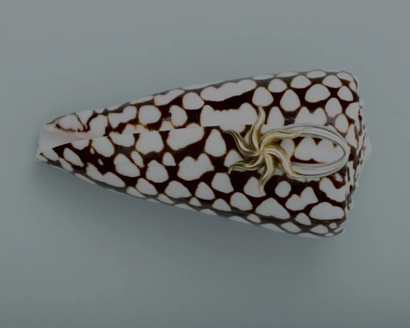 Still Life Jewelry for Imminent Fantasma