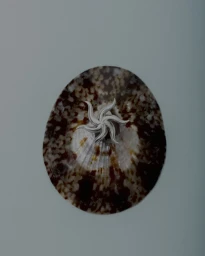 Still Life Jewelry for Imminent Fantasma