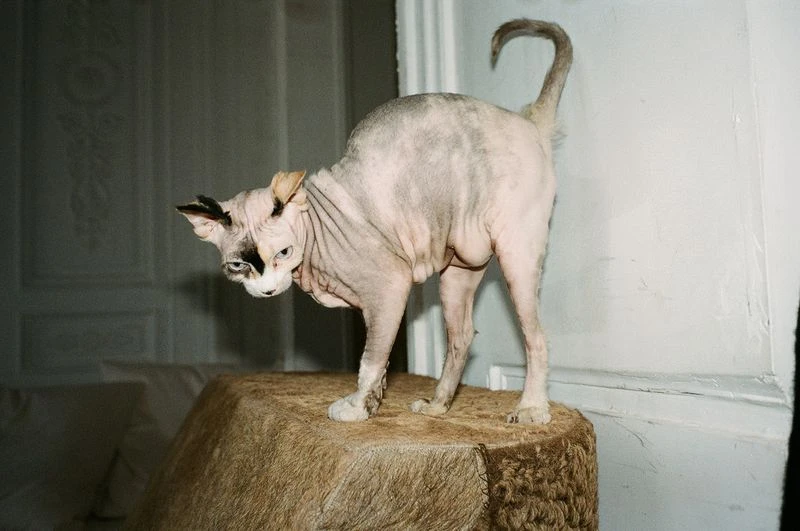 Michele Lamy and Rick Owens