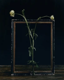 Erdem Resort 2026 Lookbook