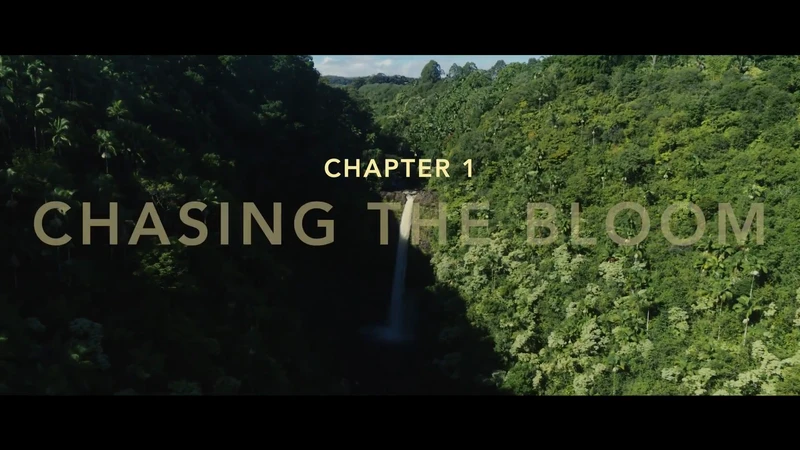 Possibilities of Honey Branded Content