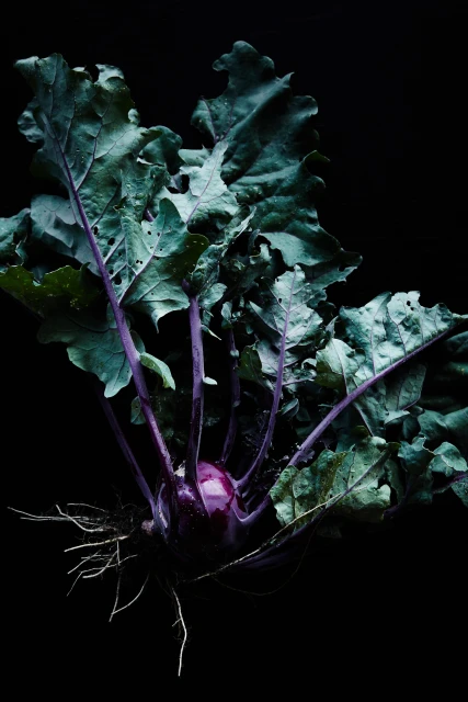 Doot Doot Doot & Flaggerdoot Campaign