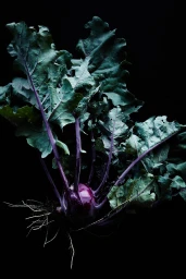 Doot Doot Doot & Flaggerdoot Campaign