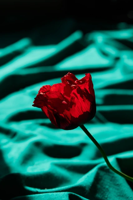 Personal Creative Projects