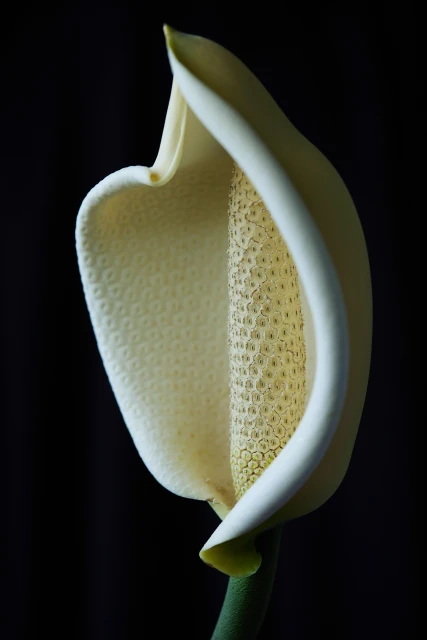 Personal Creative Projects