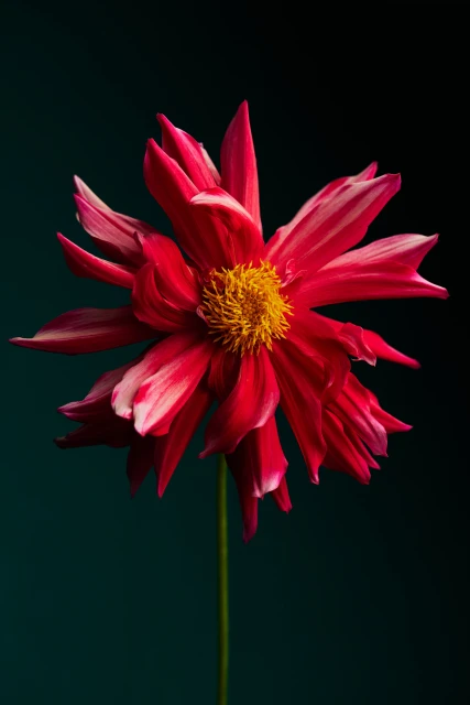 Personal Creative Projects