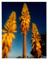 Shine Bright / Dorit Revelis