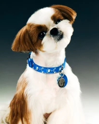 Moynat M Collection - Pet Campaign