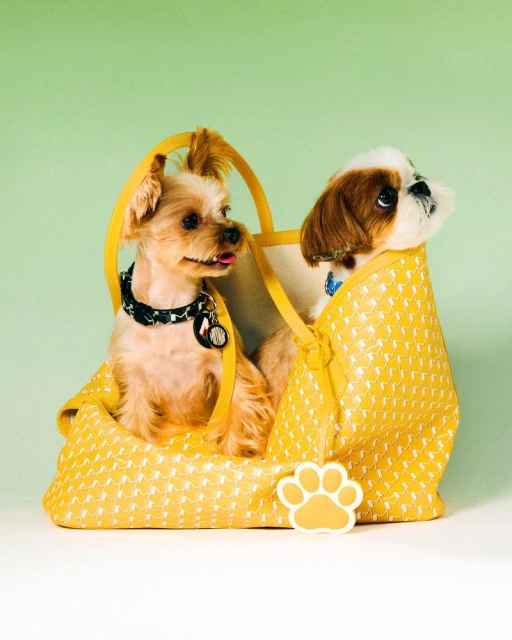 Moynat M Collection - Pet Campaign
