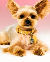 Moynat M Collection - Pet Campaign