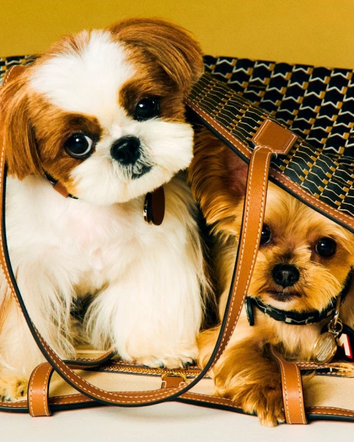 Moynat M Collection - Pet Campaign