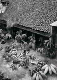 The Ascending Dragon