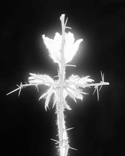 𝟩̶𝘈̶𝘓̶𝘒̶