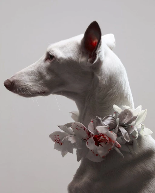 𝟩̶𝘈̶𝘓̶𝘒̶