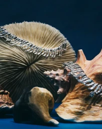 Maravillas BAJO EL MAR