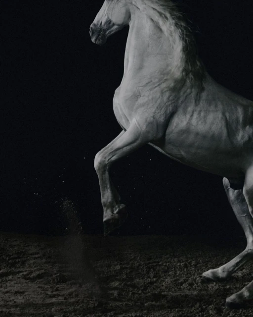 Fall-Winter 2025 Collection