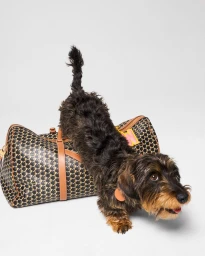 Moynat Pet Collection Summer 2025