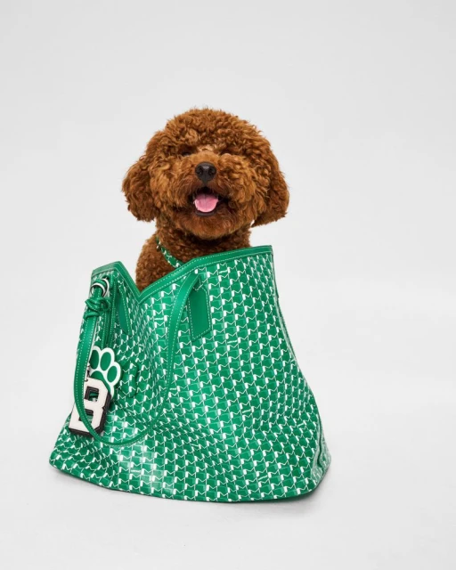 Moynat Pet Collection Summer 2025