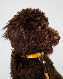 Moynat Pet Collection Summer 2025