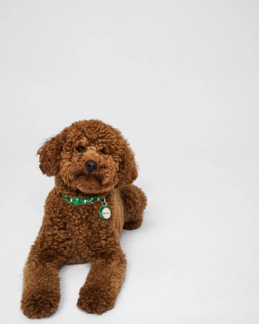 Moynat Pet Collection Summer 2025