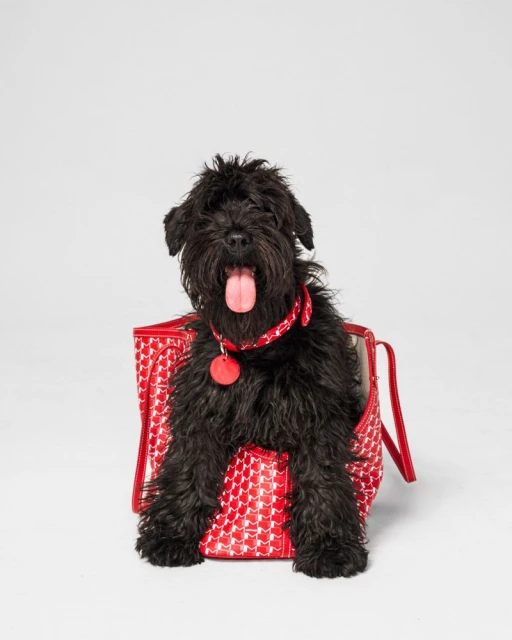 Moynat Pet Collection Summer 2025