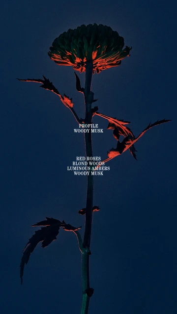 Brand & Social Collateral