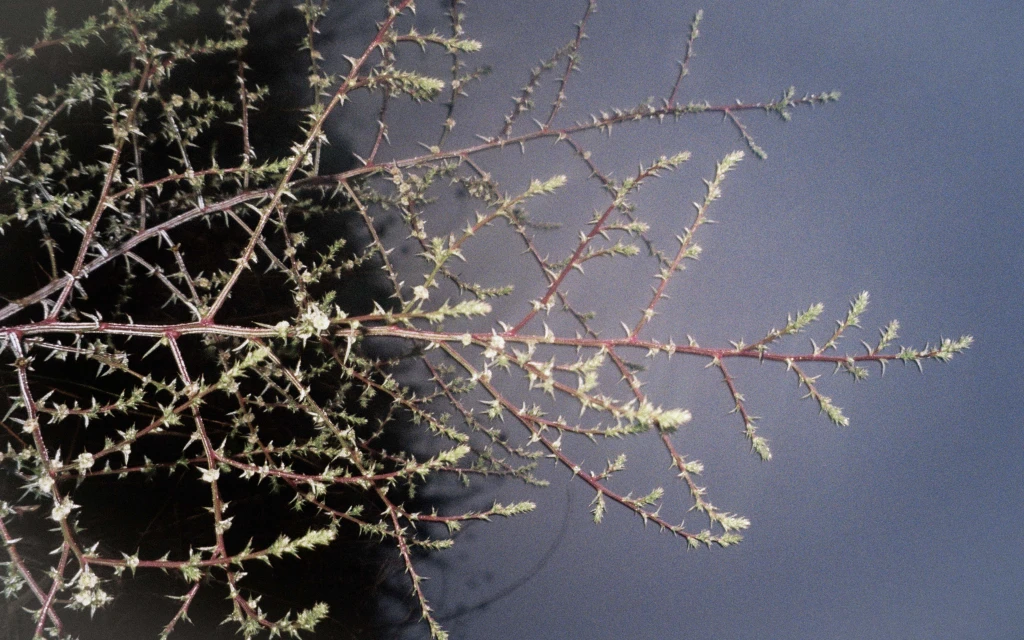 LA Collaboration Campaign