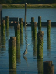 Wore My Grief like Leather