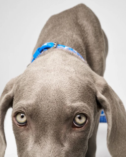 Moynat Pet Collection