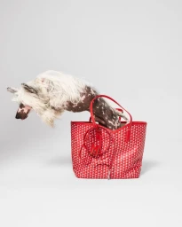 Moynat Pet Collection