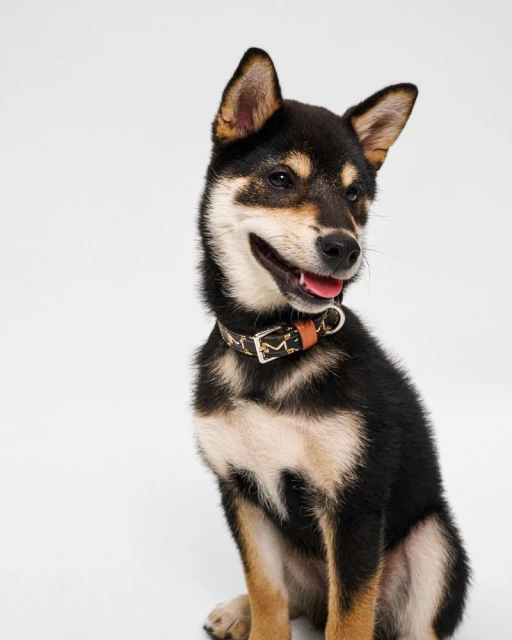 Moynat Pet Collection