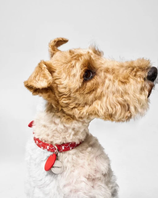 Moynat Pet Collection